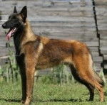 pastor belga - Berger Belge Malinois M&acirc;le (1 an)