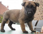 Mia - Berger Belge Malinois (1 mois)