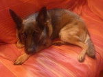 ma Soockie - Berger Belge Malinois