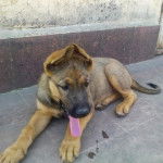 Berger Belge Malinois - Berger Belge Malinois M&acirc;le (3 mois)