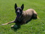 urane - Berger Belge Malinois (7 ans)