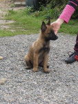 Tarzan - Berger Belge Malinois M&acirc;le (7 mois)