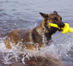 Ria - Berger Belge Malinois (2 ans)