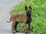viper - Berger Belge Malinois Mâle (5 mois)