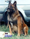 Jocker D&eacute;c&eacute;der - Berger Belge Malinois M&acirc;le (Autre)
