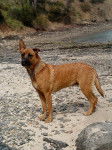 Gitane - Berger Belge Malinois (1 an)