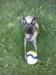 Hold up des belles contr&eacute;es - Berger Belge Malinois (2 ans)