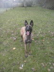 Hold up des belles contr&eacute;es - Berger Belge Malinois (2 ans)