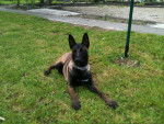 enjoy - Berger Belge Malinois (7 mois)