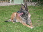 alpha - Berger Belge Malinois (5 ans)