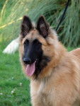 Alkanne - Berger Belge Malinois (2 ans)
