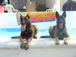 Lion y Frida - Berger Belge Malinois