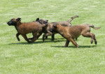 En el Campo - Berger Belge Malinois (2 mois)