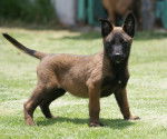 En el Campo - Berger Belge Malinois (2 mois)