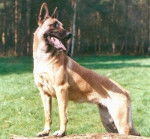 Malinois - Berger Belge Malinois