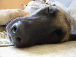 Vasco sleeping - Berger Belge Malinois