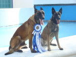 Lion y Frida - Berger Belge Malinois (3 ans)
