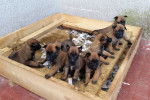 Los bebes - Berger Belge Malinois