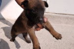 bein grandote - Berger Belge Malinois