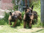 Camada Malinois - Berger Belge Malinois