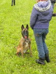 Oc&eacute;ane - Berger Belge Malinois (7 ans)