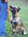 Massai - Berger Belge Malinois (3 ans)