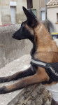 Lex - Berger Belge Malinois (5 mois)