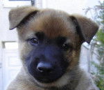 alf berger malinois - Berger Belge Malinois