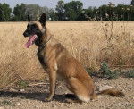 malinois , Vizirette - Berger Belge Malinois