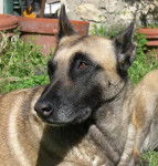 malinois, S&eacute;quoia - Berger Belge Malinois