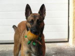 Berger Belge Malinois Balou - Berger Belge Malinois