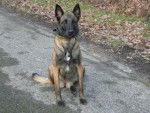 malinois - VOLTANE - Berger Belge Malinois