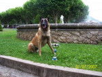 alpha berger belge malinois - Berger Belge Malinois