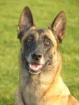 malinois, Uness dite neness - Berger Belge Malinois
