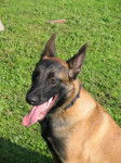 Berger belge malinois - Feust - Berger Belge Malinois