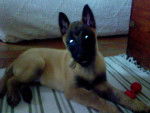 alpha berger belge malinois - Berger Belge Malinois