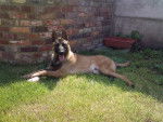 brice (berger belge malinois) - Berger Belge Malinois