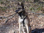 berger belge malinois. ROUXY - Berger Belge Malinois