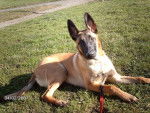 b.b.malinois ulysse (bardock) - Berger Belge Malinois