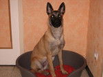 Cienna Berger Malinois - Berger Belge Malinois
