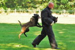 berger belge malinois - Berger Belge Malinois