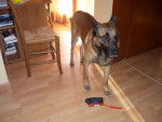 malinois filou - Berger Belge Malinois
