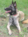 Ultim malinois de 7 ans - Berger Belge Malinois (7 ans)