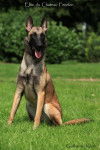 Berger Belge Malinois - Elite du Ch&acirc;teau F&eacute;nelon - Berger Belge Malinois