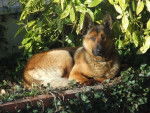Malinois, Link - Berger Belge Malinois