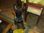 beger belge malinois ELROY dit EROS - Berger Belge Malinois