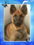 brok - Berger Belge Malinois Mâle (1 an)