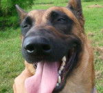 MALINOIS - Berger Belge Malinois