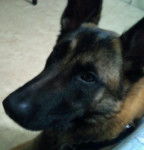 Berger Belge Malinois ROCCO - Berger Belge Malinois