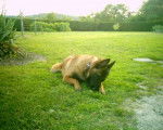 berger malinois Gary - Berger Belge Malinois